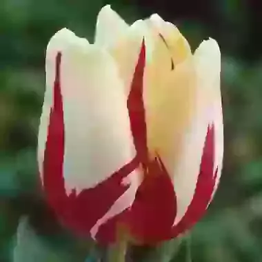 World Expression
